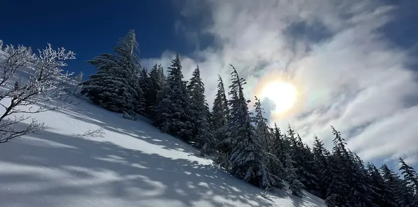 Snow-covered firs on a sunny slope in the Mt. Hood National Forest