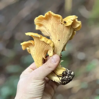 Awaiting snow with a fine Pacific Golden Chanterelle